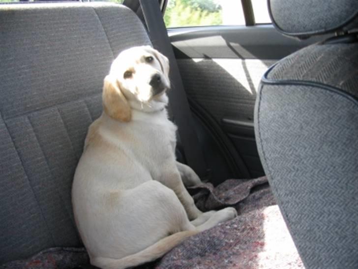 Labrador retriever Zita billede 4