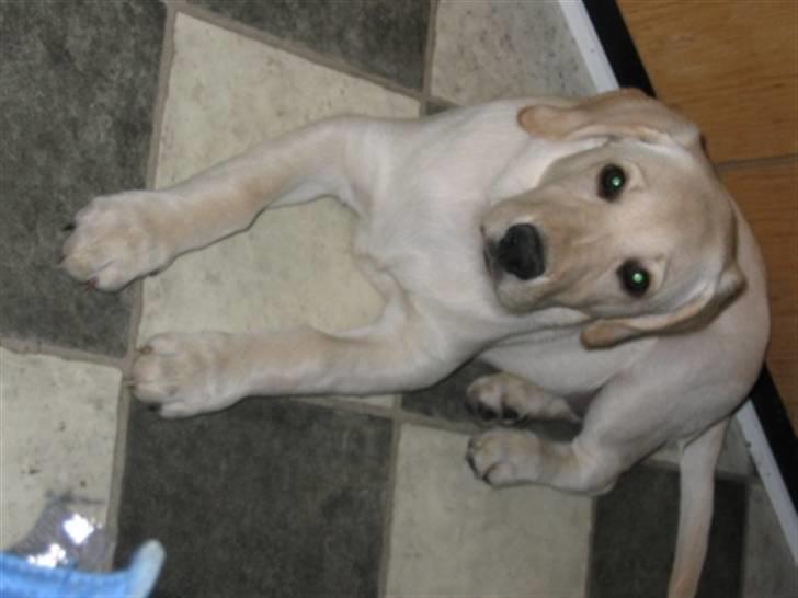 Labrador retriever Zita billede 5