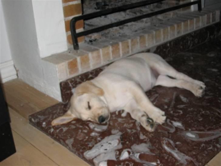 Labrador retriever Zita billede 6