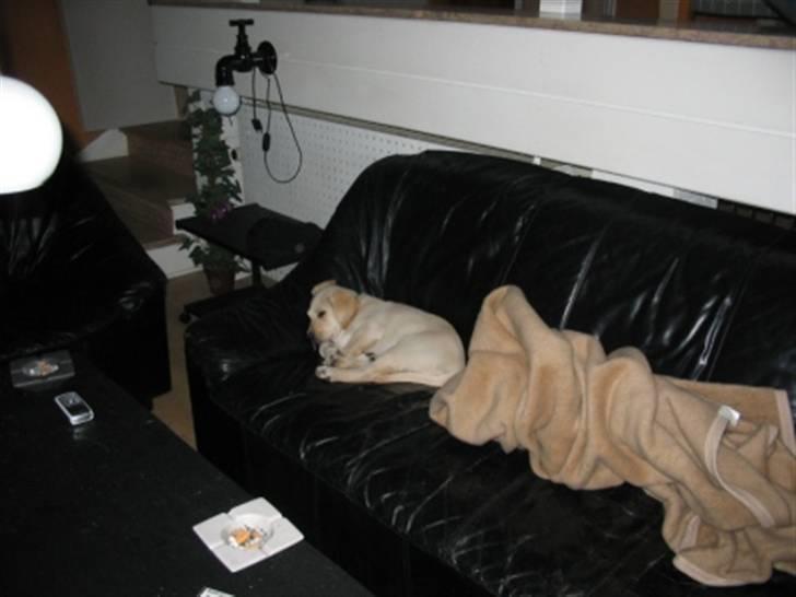 Labrador retriever Zita billede 7