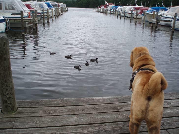 Shar pei Mango - Mums de ser lækre ud ... billede 12
