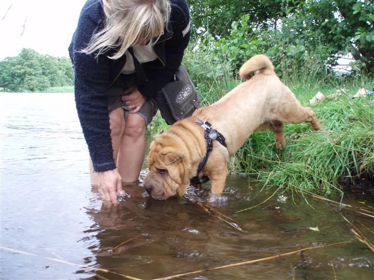 Shar pei Mango - Lokke, lokke, lokke ... kom nu i det dejlige vand. billede 13