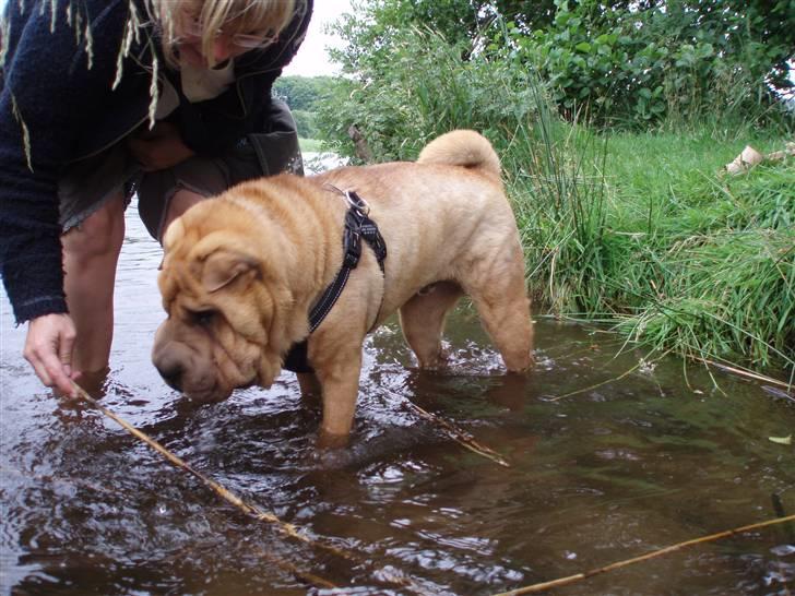 Shar pei Mango - ikke værst! og nu skal pinden fanges! billede 14