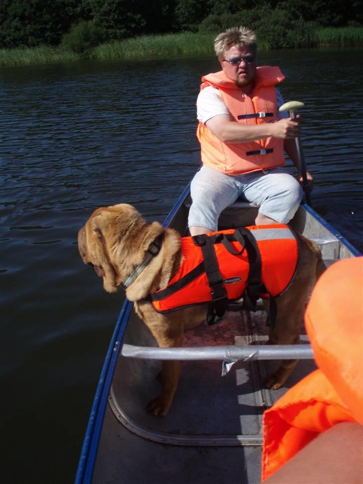 Shar pei Mango - "I am sailing, I am sailing" billede 15