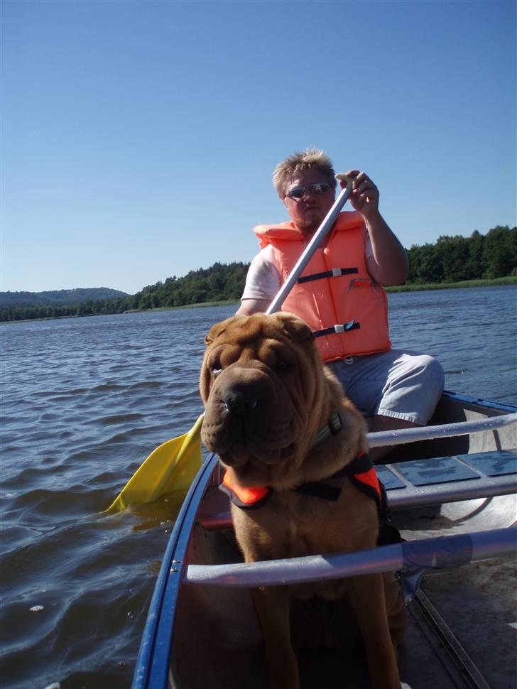 Shar pei Mango - I´m Captain Mango... padel nu til, vi skal jo ikke kaste anker, vel?! billede 16