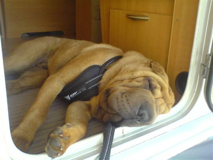 Shar pei Mango - Zzzzzz billede 17