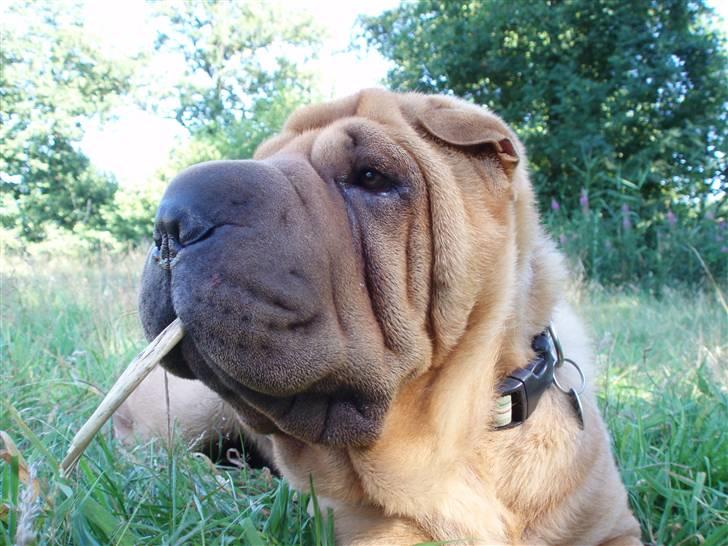 Shar pei Mango - Freeze .... jeg hørte en lyd, kommer der mon nogen?! billede 18