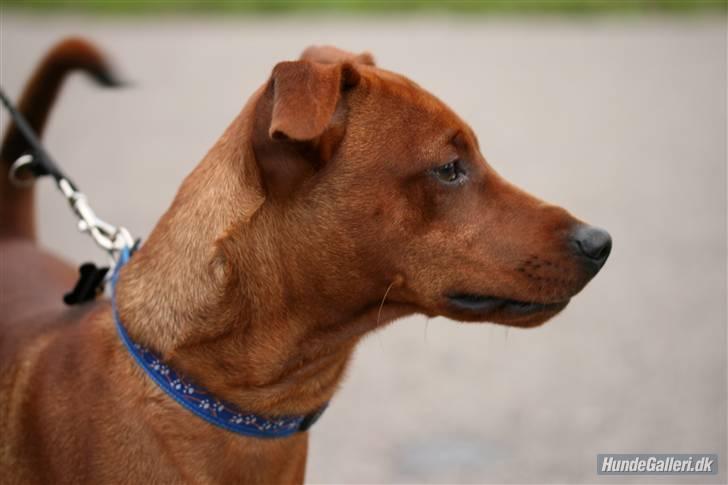 Dvaergpinscher Bailee - Bailee - flot fyr, hva! billede 1
