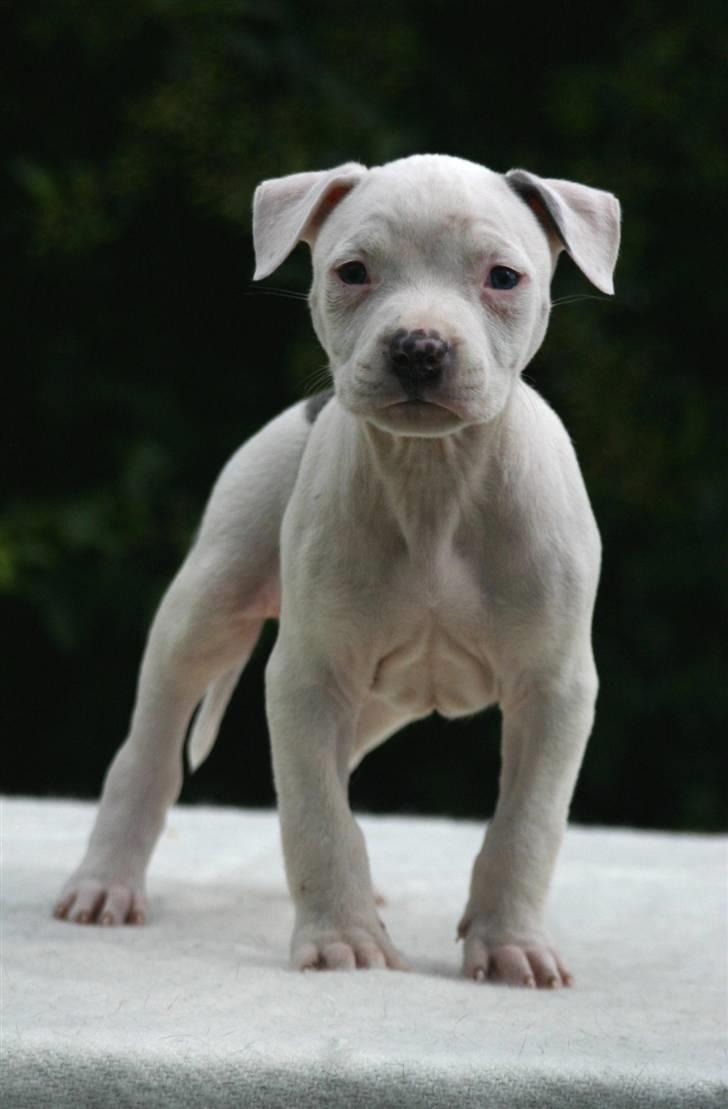 Amerikansk staffordshire terrier zippo billede 1