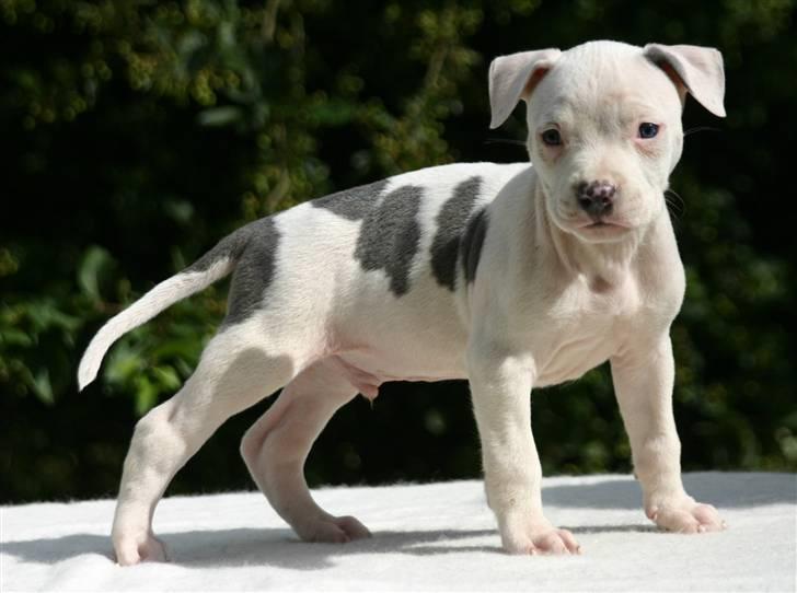Amerikansk staffordshire terrier zippo billede 2