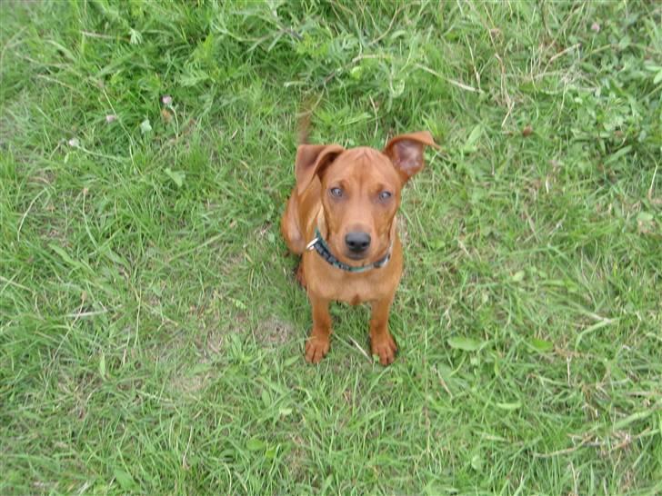 Dvaergpinscher Bailee - Bailee - sådan lidt fra oven billede 2