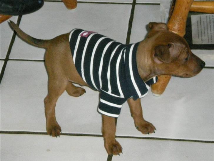 Dvaergpinscher Bailee - Ups - jeg havde ellers lovet ikke at vise Bailee med tøj på - april 2008 billede 3