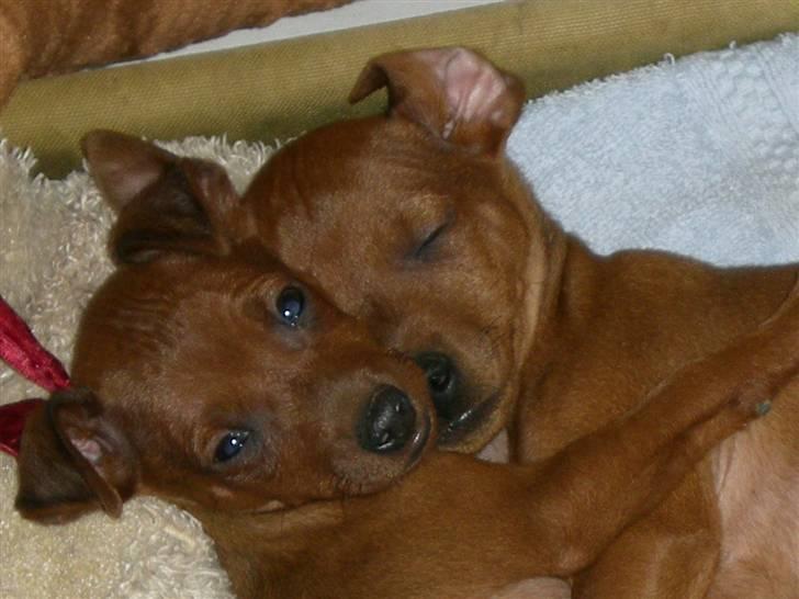 Dvaergpinscher Bailee - Bailee sover og brormand Felix holder øje billede 4