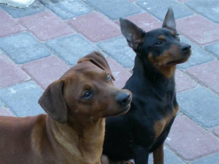 Dvaergpinscher Bailee - De stolte forældre billede 5