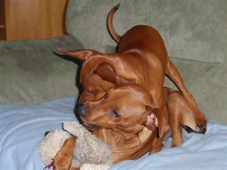 Dvaergpinscher Bailee - Slåskamp i sofaen billede 6