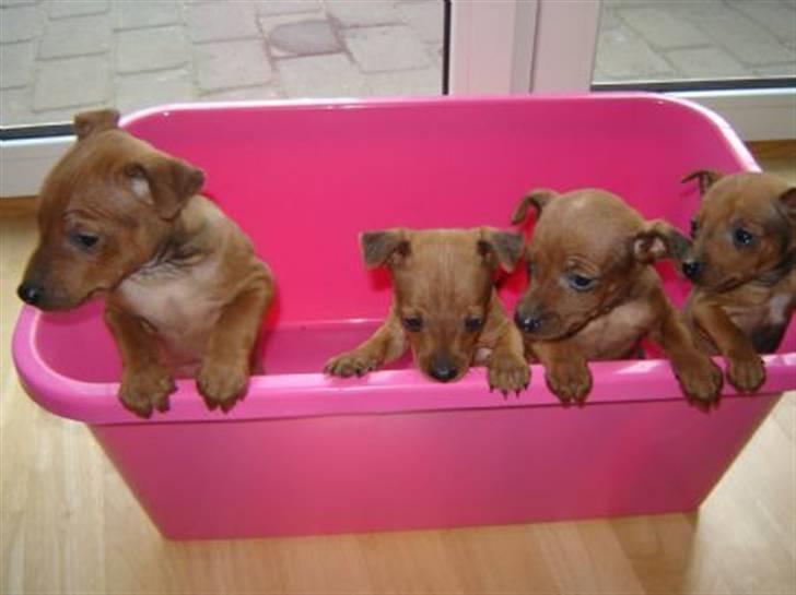 Dvaergpinscher Bailee - Bailee har altid været stor billede 7