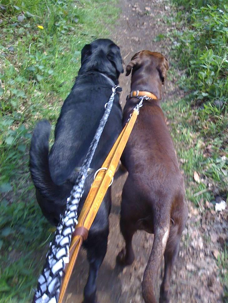 Blanding af racer Samson Labratineren - til hundemach billede 9