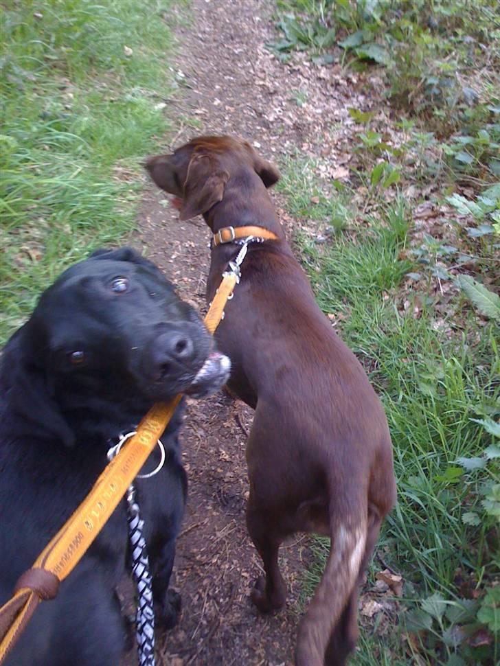 Blanding af racer Samson Labratineren - til hundemach billede 10