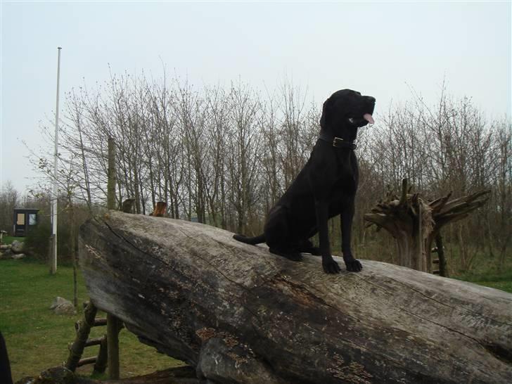 Grand danois Kovo billede 5