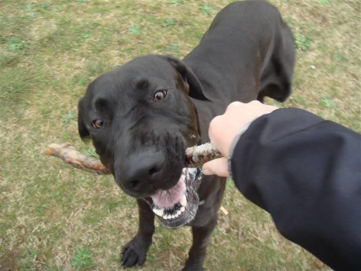 Grand danois Kovo billede 6