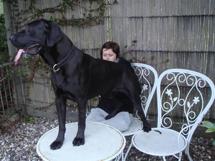 Grand danois Kovo billede 7