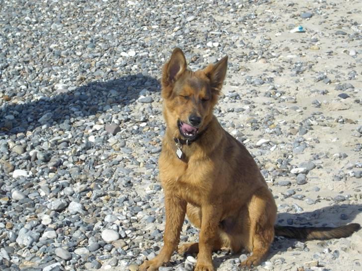 Blanding af racer bandit billede 17