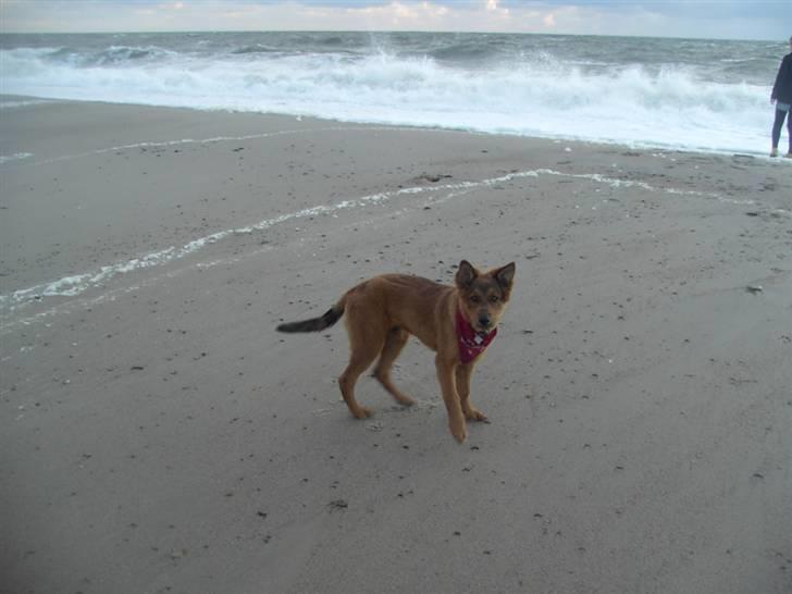 Blanding af racer bandit billede 18