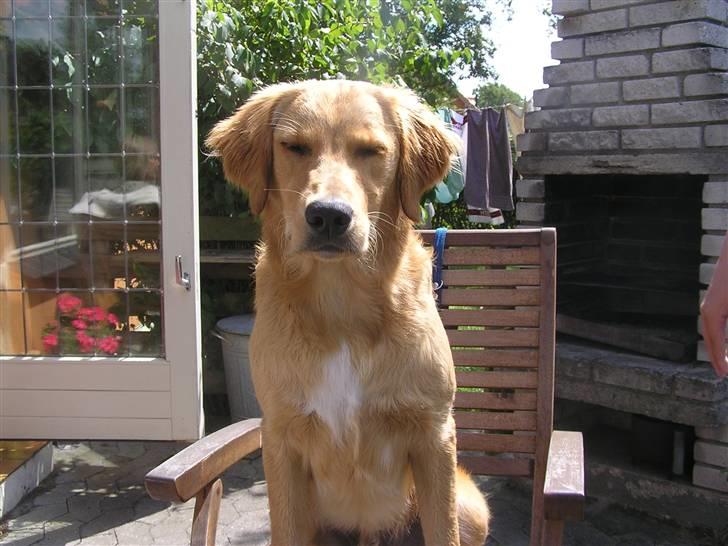 Golden retriever Charlie - Det er sidste gang jeg sidder på en stol... Hvorfor? ... sol i øjnene billede 11