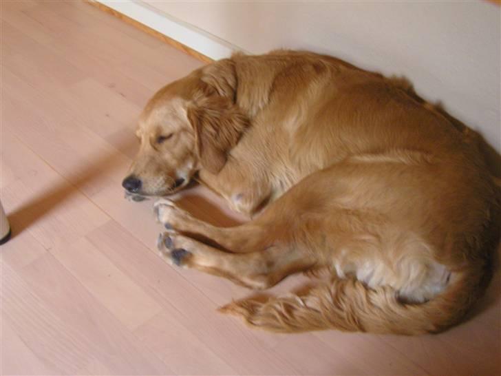 Golden retriever Charlie - Zzzz... billede 12