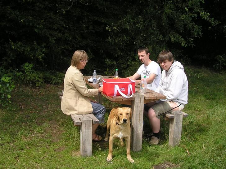 Golden retriever Charlie - På vej til sommerhus :D billede 13