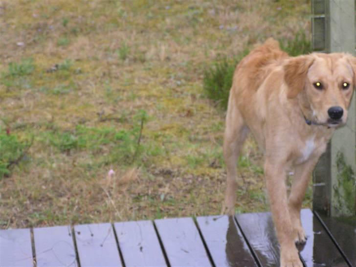 Golden retriever Charlie - Regnvejr ved sommerhuset ... dejligt vejr billede 15