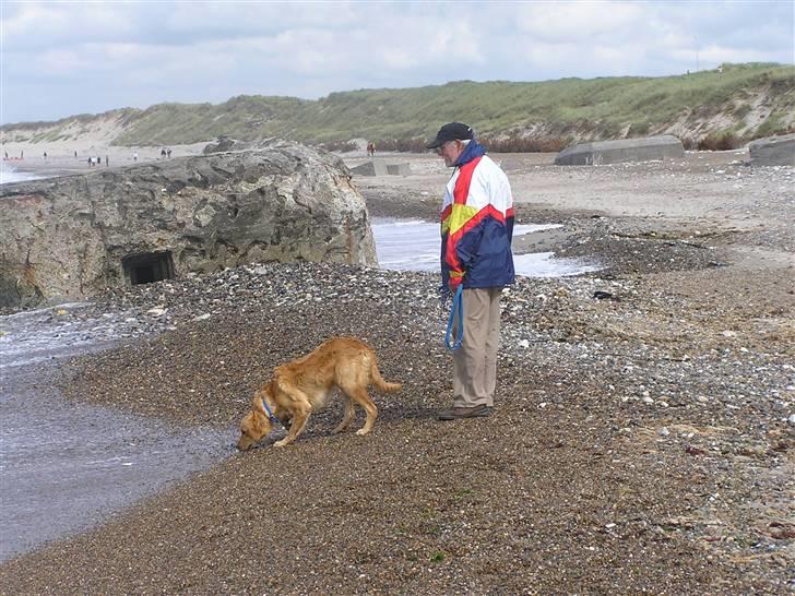 Golden retriever Charlie - Altid dejligt at være ved en ny strand billede 17