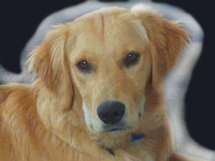 Golden retriever Charlie - Mere farve :P billede 18