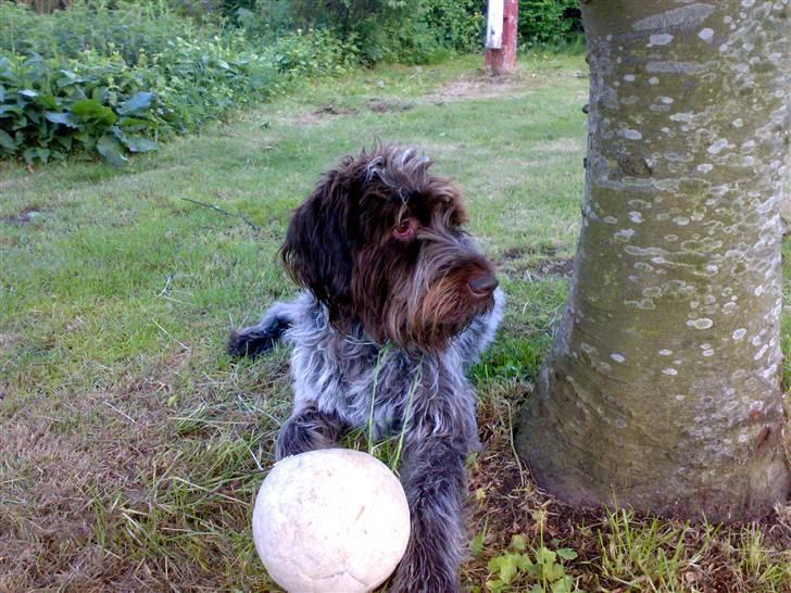 Ruhåret hønsehund Snedker´s Calli - Calli i haven med en bold billede 1