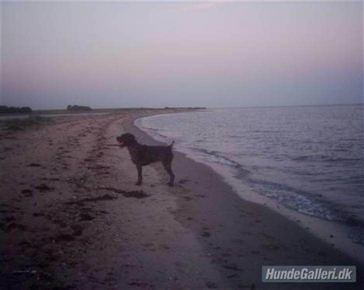 Ruhåret hønsehund Snedker´s Calli - Calli ved havet billede 2