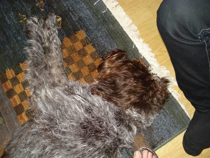 Ruhåret hønsehund Snedker´s Calli - Det er hårdt og være i sommerhus :) billede 3