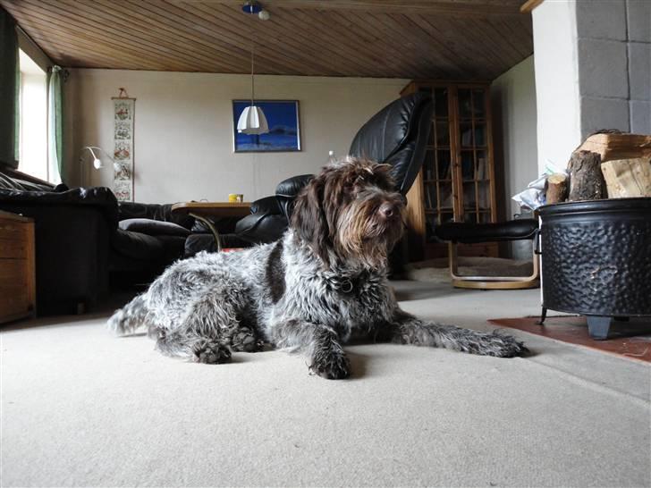 Ruhåret hønsehund Snedker´s Calli - Calli :-) billede 4