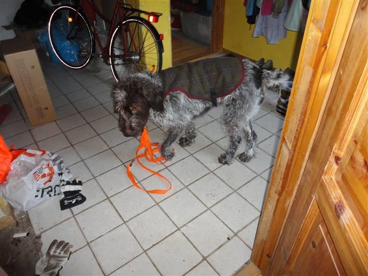 Ruhåret hønsehund Snedker´s Calli - Calli :-) Vi var på vej ud for at lege i sne :-) billede 5