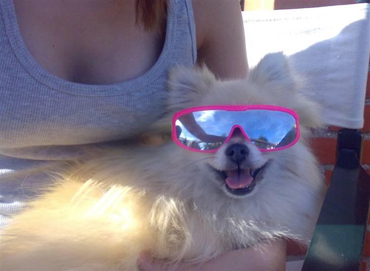 Pomeranian Gismo *R.I.P. 2016* - Juli 2008 billede 8