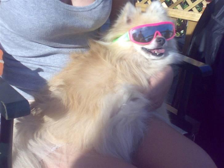 Pomeranian Gismo *R.I.P. 2016* - Juli 2008 billede 9