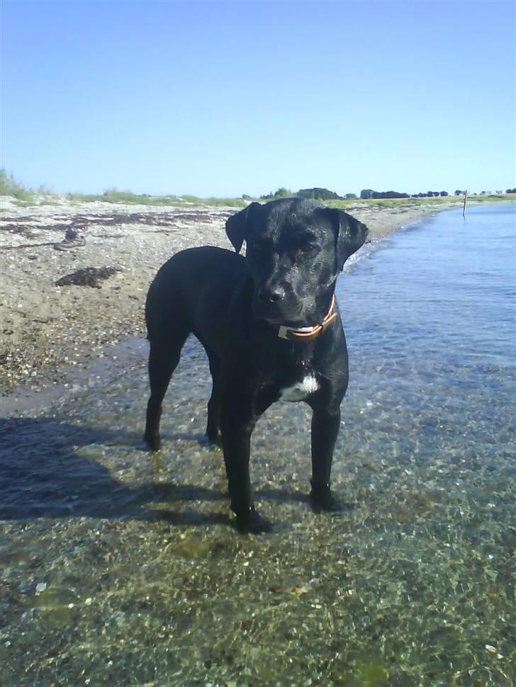 Blanding af racer Nala - Skal jeg ud og svømme : ) billede 1