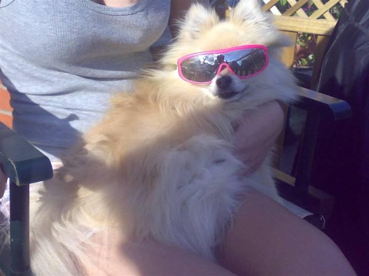 Pomeranian Gismo *R.I.P. 2016* - Juli 2008 billede 10