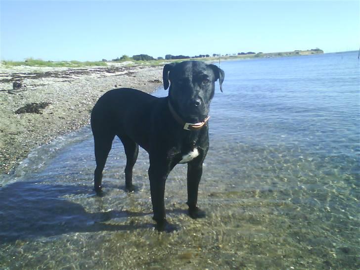 Blanding af racer Nala - Jeg vil ikk : ( billede 2