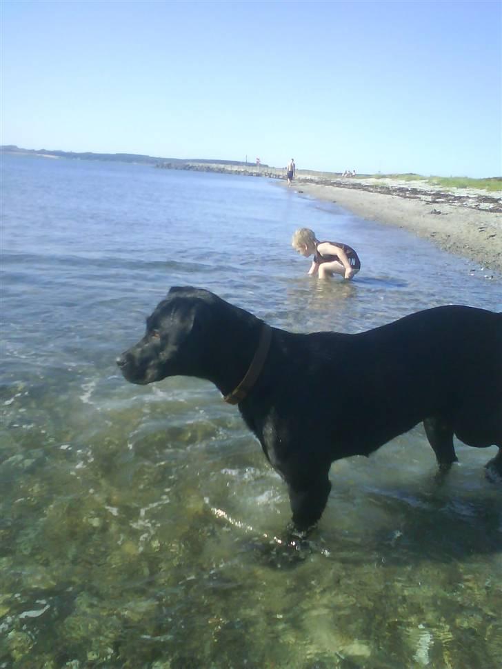 Blanding af racer Nala - Havet er stort billede 3