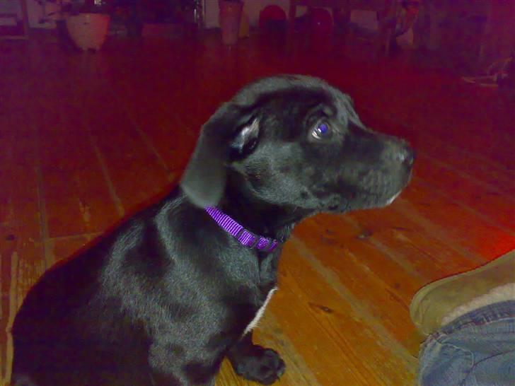 Blanding af racer Nala - Føste dag i mit nye hjem billede 5