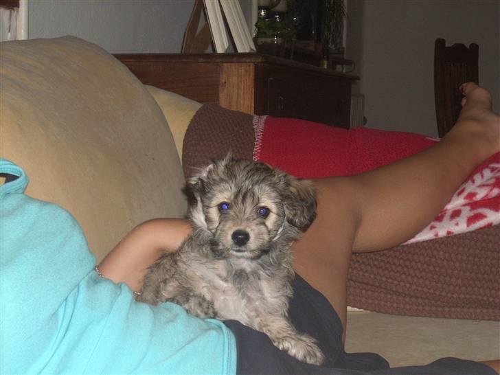 Blanding af racer Mika Joe billede 2