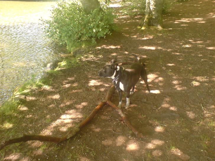 Amerikansk staffordshire terrier paco billede 2