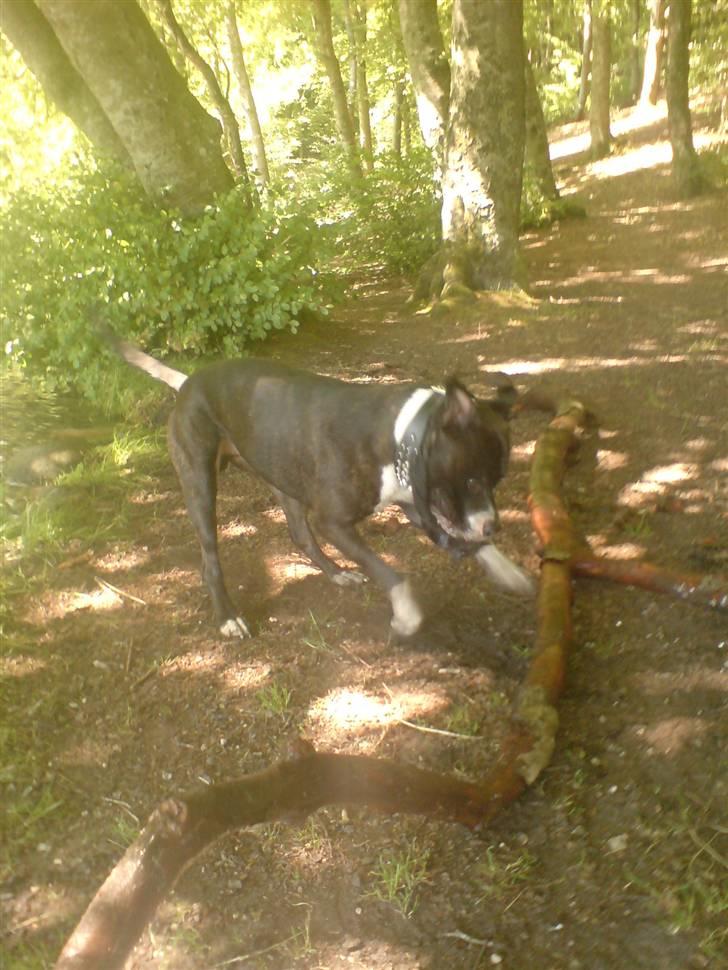 Amerikansk staffordshire terrier paco billede 3