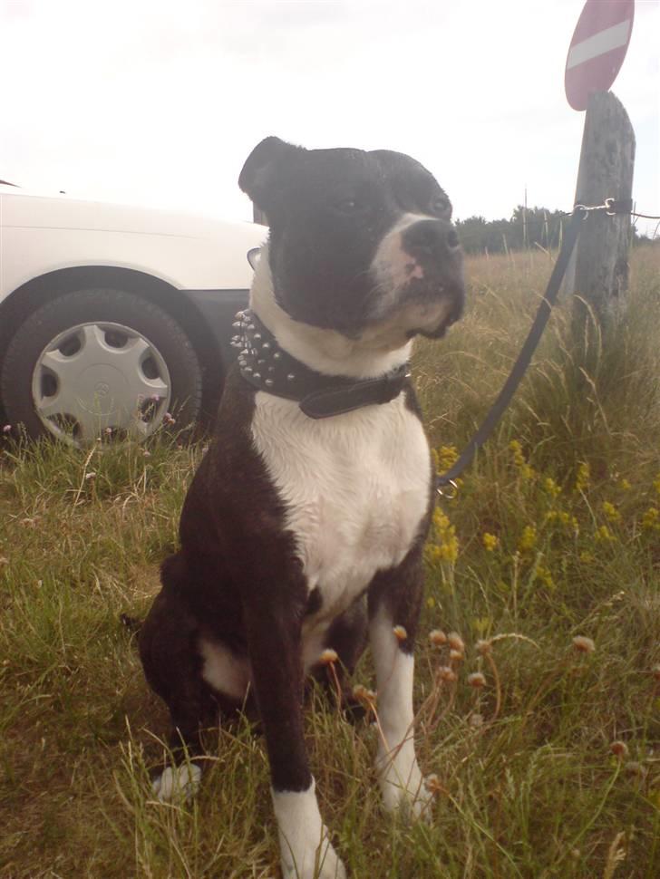 Amerikansk staffordshire terrier paco billede 4