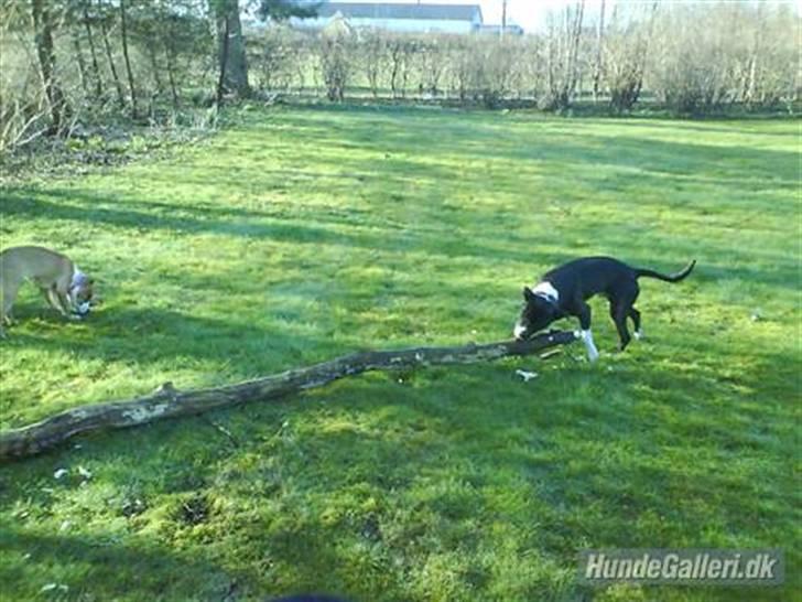 Amerikansk staffordshire terrier paco billede 5